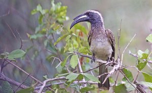 African Grey Hornbill