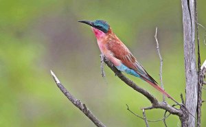 Southern Carmine Bee-eater