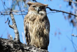 Brown Fish Owl