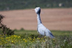 Blue Crane