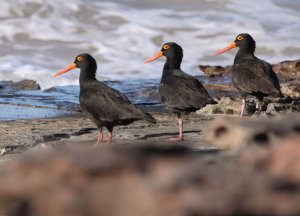 Sooty Oystercatcher