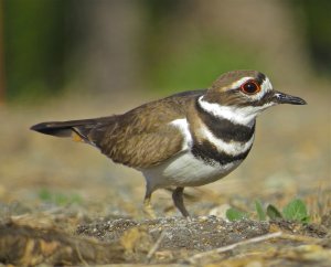 Killdeer