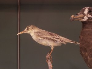 Moorea Reed Warbler