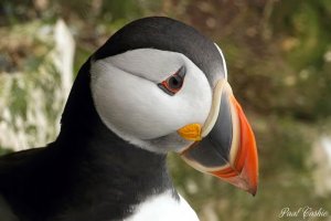 Puffin