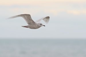 Iceland Gull