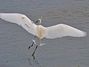 Egretta garzetta