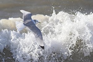 Kittiwake in-flight