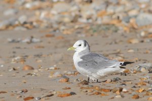 Kittiwake