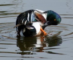 Northern Shoveler