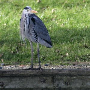 Grey Heron