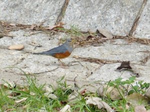 blue rock thrush philippensis