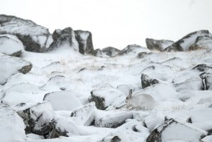 Mountain Hare