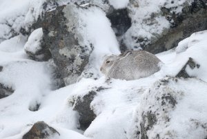 Mountain Hare