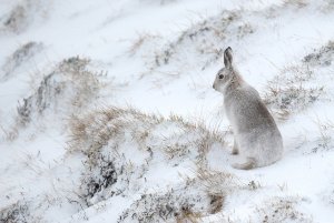 Mountain Hare