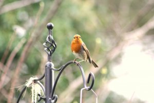 Robin on feeder