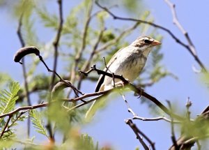 Collared Warbling-finch (female)