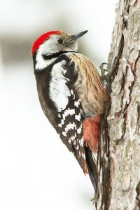 middle-spotted woodpecker