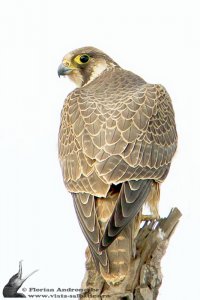 peregrin falcon
