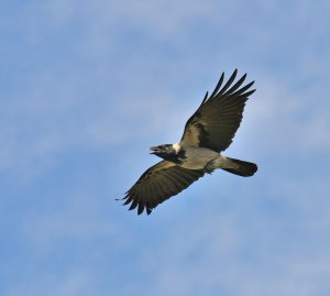 Hooded Crow