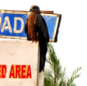 Black Eagle, Juvenile