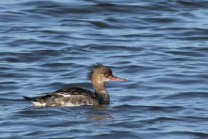 Red-breasted merganser, female