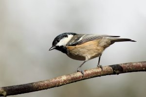 Coal Tit