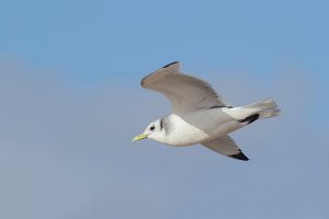 Kittiwake