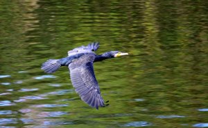 Great Cormorant