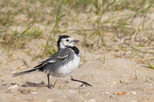 Strutting Pied Wagtail