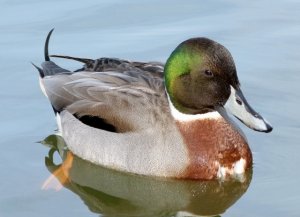 Northern Pintail X