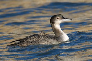 Great Northern Diver