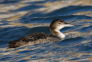 Great Northern Diver