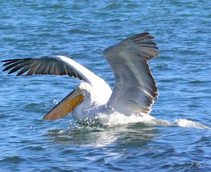 Dalmatian Pelican