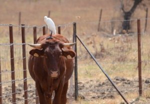 A lone Cattle Egret making friends with a cow