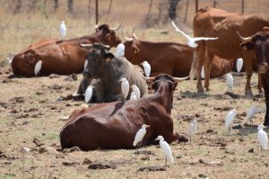 Lots of Cattle Egrets, and cows together chilling out together