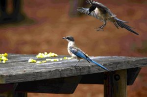 Azure Winged Magpies