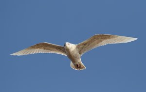 Iceland Gull