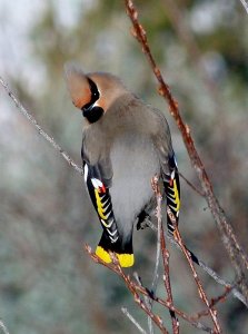 Bohemian Waxwing