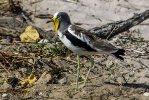White-crowned Lapwing (Plover) - Vanellus albiceps