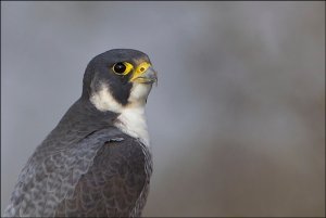 Peregrine