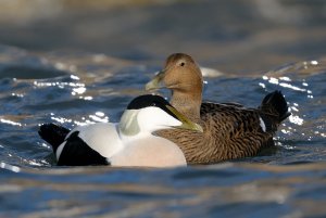 Eider