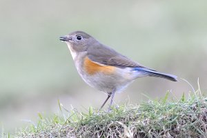 Red-flanked Bluetail