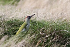 Green Woodpecker