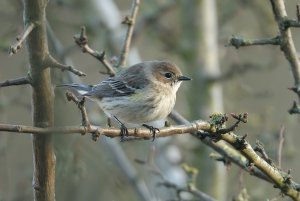 Yellow-rumped Warbler