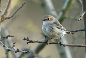 Yellow-rumped Warbler