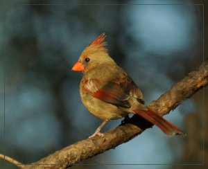 Northern Cardinal