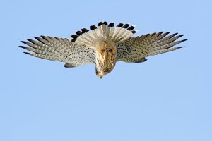 Kestrel