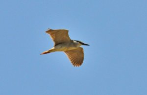 Black-crowned Night Heron