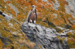 Griffon Vulture in Southern Spain