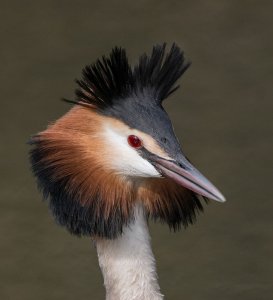 Great Crested Grebe